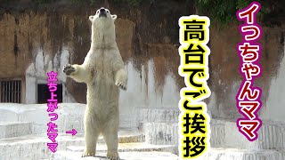 【シロクマの1分動画＃197】高台でご挨拶💗イっちゃんママ【天王寺動物園】