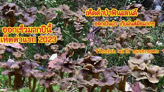 เก็บเห็ดดำแรกของปี 2023 🍄Suppilovahvero 🍄ปีนี้เห็ดดำออกเร็วมา ดีใจที่สุด