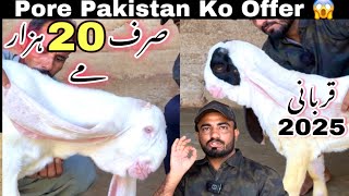 Wali Kareem Goat Farm Ne Aise Offer Da Di Jo Kese Na Nahe Di 😱 || Qurbani 2025 || Bakra Mandi