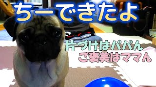 【pug】パグのトイレできたけど報告　Pug pee ready report