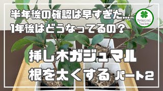 挿し木ガジュマルの根を太くする　半年後の確認は早すぎた...1年後はどうなってるの？　#観葉植物  #ガジュマル