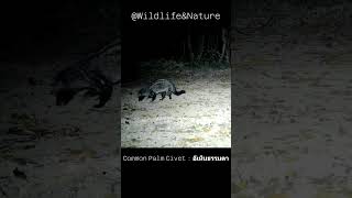 อีเห็นธรรมดา : Common Palm Civet กำลังเดินกินผลไม้ที่ร่วงหล่นในป่า  #cameratrap #wildlife #civet