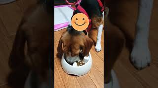 Beagle dog 8 months rice! #shorts