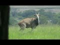 kåre hunting a eland cow in south africa