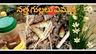 172 -  నత్తల బెడద వుందా? ఇలా నివారించండి#natural#terracegarden.