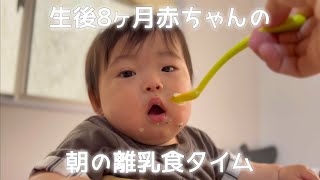 朝のごきげん離乳食タイム♡生後8ヶ月ヶ月赤ちゃん！笑って元気