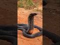 #video King Cobra black