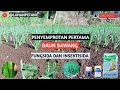 PENYEMPROTAN PESTISIDA DAN INSEKTISIDA !! bawang daun