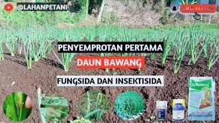 PENYEMPROTAN PESTISIDA DAN INSEKTISIDA !! bawang daun