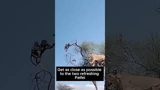 Lion captures baboon hiding in tree #23  #shorts  #animals #wildlife