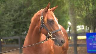 KARAKA 2022 - LOT 432 - MERCHANT NAVY x MOONLOVER, CHESTNUT COLT $80,000