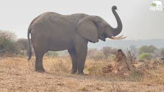 Elephants in the Mist, Sunrise Huddles \u0026 Termite Mound Treats