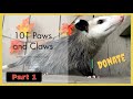 101 Paws and Claws Tour Part 1