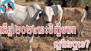 តើឆ្នាំ2024នេះល្អក្នុងការចិញ្ចឹមគោដែលឬទេ?