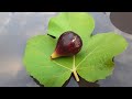 Tasting a breba fig from my unknown Cyprus variety and comparing it with a shop bought fruit