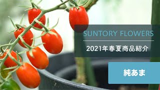 2021年春夏商品紹介「本気野菜トマト　純あま」【サントリーフラワーズ】