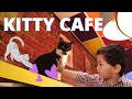 Kitty Cafe | Kids Playing with Funny Cute Cats | Kitty Cafe Birmingham