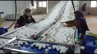 ZOREL EGG GRADER -PACKER MACHINE/ YUMURTA TASNIF VE PAKETLEME HATTI