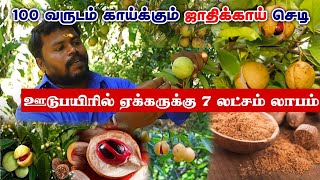 100 வருடம் காய்க்கும் ஜாதிக்காய் செடி | ஏக்கருக்கு 7 லட்சம் வருமானம் | Nutmeg Cultivation