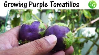 Growing Purple Tomatillos - How To Grow Purple Tomatillos In Containers