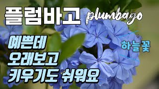 하늘꽃 플럼바고의 매력을 싹 다. 직접 길러본 노하우도 전부 알려드립니다.