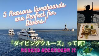 [ダイビングの旅] エジプト紅海　ダイビングクルーズって何？ [English sub] 5 Reasons Liveaboards are Perfect for Divers