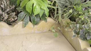 SCALLOP BUFF EDGING