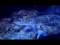 Azura Benguerra Island Turtles 2
