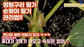 런너묘를 왜 받았을까?? 멍텅구리(순멎이)딸기라고 아시나요?? 모르면 빨리 보고 따라하세요!!