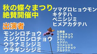 まるおの母　まるこの宿根草と低木の庭　2023 10 08 気持ちのいい秋晴れになった庭。🦋秋の蝶々まつり開催中🦋　スジグロシロチョウとモンシロチョウ　ウラギンシジミ　ウラナミシジミ　キタテハ