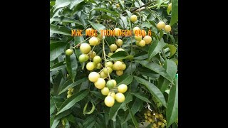 Cách ươm hạt giống cây mắc mật