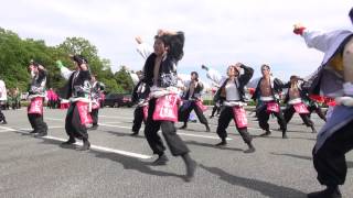 勝山組さん　第５回　情熱よさこい祭inしらさぎ 東西踊り合戦 2013