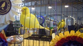 Best Border Canaries in Faenza show 2018