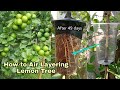 How to Air Layering Lemon Tree in Summer Season /Easy method to grow Lemon tree from cutting at home