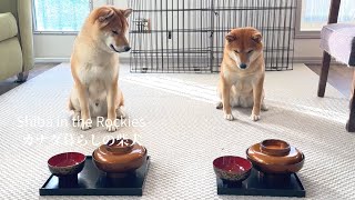 手作りのお正月料理により和食の魅力を知ったカナダ暮らしの柴犬。