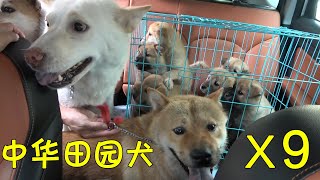 带着9只中华田园犬回家过节，是种怎样的场面？一般人驾驭不住！