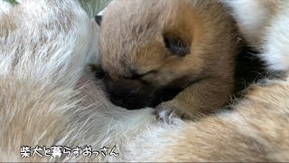 柴犬の子犬が授乳中に発する声が可愛いすぎる！