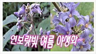 호리병을 닮은 꽃 '병조희풀'!  레이스 꽃잎을 달고 있는 '자주조희풀'과 차이점은 무엇일까요?