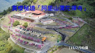 賞櫻秘境  阿里山彌陀禪寺