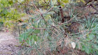 4К Як добре і гарно в лісі 🌳🌳🌳😊😉на Вінниччині 🍄29.09.24