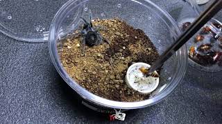 Small tarantulas feeding day! (relax lang tayo)