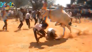 Mass Jumping Bull video // Krishnagiri Jallikattu Lover 2022...