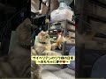 サイベリアンのリク様の日常～おもちゃに夢中～ 猫のいる暮らし サイベリアン cat