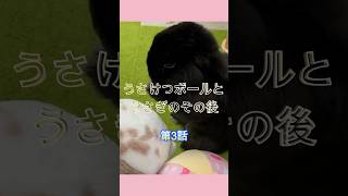 #shorts ボール好き🐰と、うさけつボールはどうなった？第3話 #bunny #rabbit #うさぎ #黒うさぎ 完結編