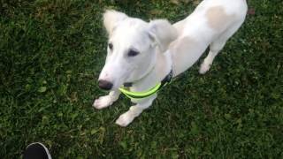 Saluki puppy running