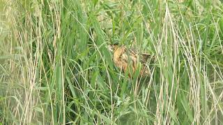 Roerdomp - Eurasian Bittern - juvenile