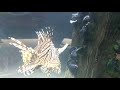 மெய் சிலிக்க வைத்த மீன் fish beautiful lionfish chennai