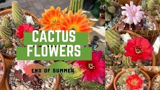 Cactus Flowers End of Summer (2019 Last Hurrah?)