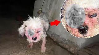 Chained for life with a Maggot-Filled Eye, the dog Begs Owner to set her Free