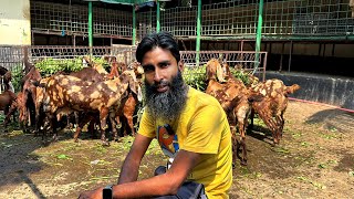 পাঠা পাঠি একসাথে ছেড়ে রাখার সুবিধা-অসুবিধা // Goat farming // Shokher Khamar